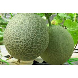 HẠT GIỐNG DƯA LƯỚI XANH RUỘT CAM