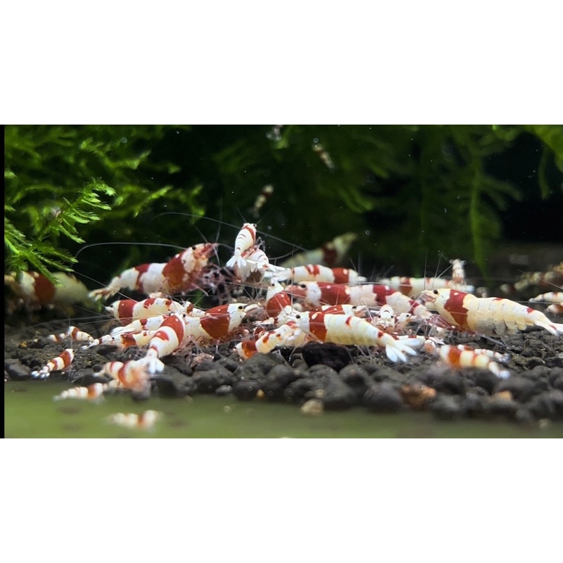 NỀN NUÔi TÉP BENIBACHI BLACK SOIL FULVIC