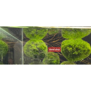 Tảo marimo tảo cầu may mắn