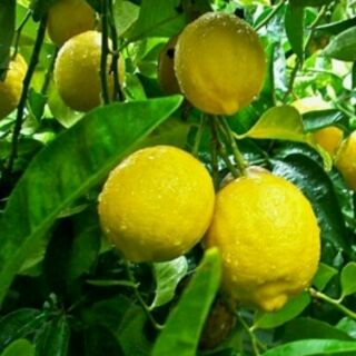 Cây chanh Vàng My nhập khẩu