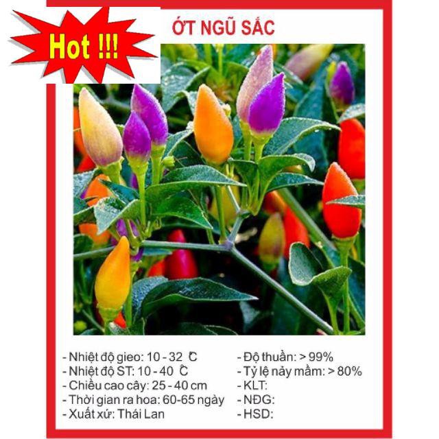 Hạt Giống Ớt Ngũ Sắc 30 Hạt