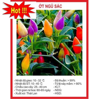 Hạt Giống Ớt Ngũ Sắc 30 Hạt