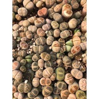 ($ale 50%)Sen Mông-Lithops siêu đẹp (lưu ý gửi từ 5k) mua 10 tặng 1