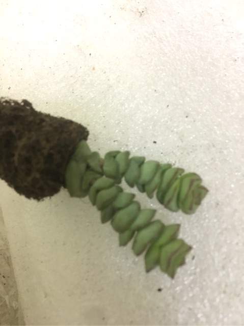 Cây xiên nướng / xiên thịt Crassula