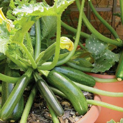 Hạt giống bí ngòi xanh 20 hạt - tặng kèm 3 viên nén ươm hạt