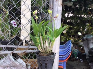 Yaya mini mặt cười
