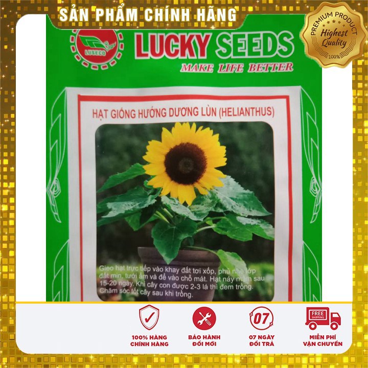 HOA HƯỚNG DƯƠNG LÙN dễ trồng ( 30 hạt)