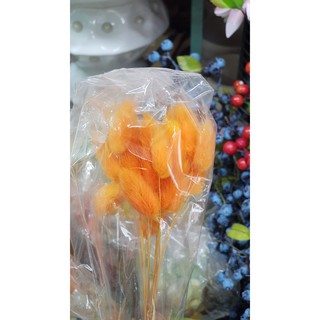 Decor - Cỏ đuôi thỏ (bó 50 cành)