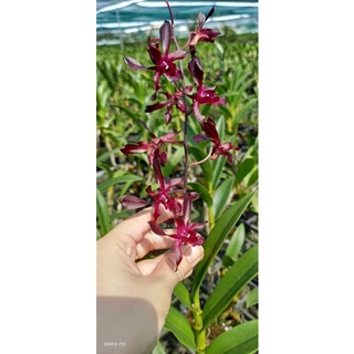 Lan Dendro nắng nhện đen cây trưởng thành