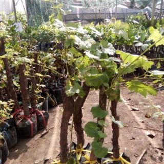 Cây giống nho lùn