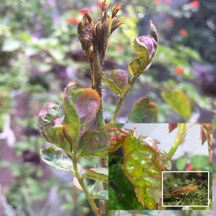 Chế Phẩm Trừ Sâu Sinh Học TINH DẦU THẢO MỘC - Thủy Kim Sinh