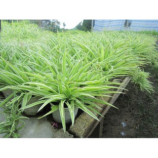 Chậu cỏ Lan Chi
