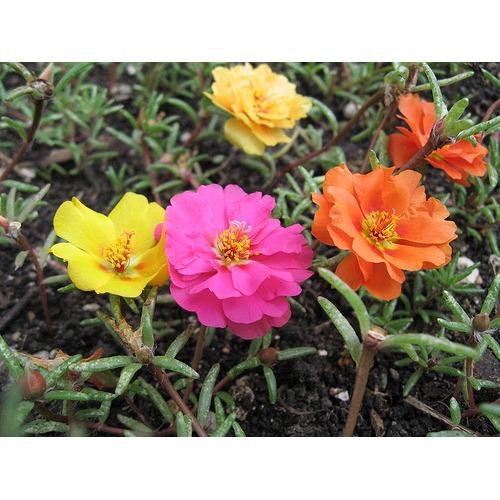 HOA MƯỜI GIỜ NHIỀU MÀU - PNSeeds