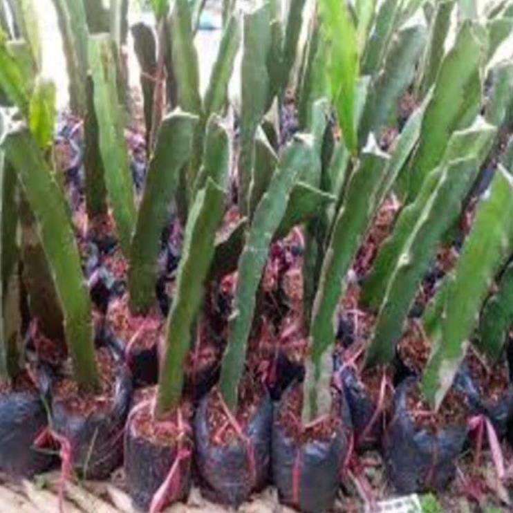 Cây giống thanh long ruột đỏ. cây giống chuẩn cho năng suất cao + Tặng 02 cây nhót ngọt