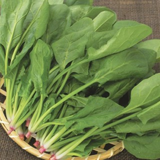 5gr - HẠT GIỐNG CẢI BÓ XÔI