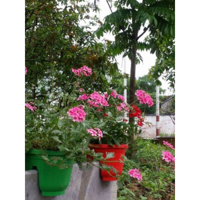 10 chậu kẹp lan can, hàng rào 16x13 cm có đĩa lót