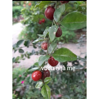 cây giống kim quýt con