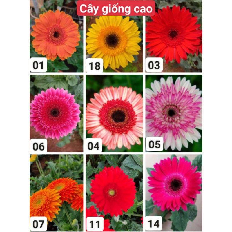 10 cây giống hoa đồng tiền đủ màu