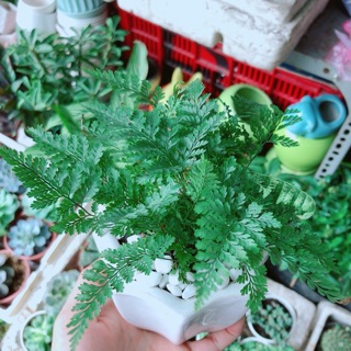 Chậu cây dương sỉ nhật