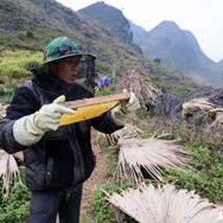 {GIÁ DÙNG THỬ} Mật Ong Hoa Bạc Hà 70gam