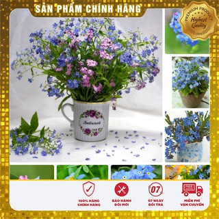 FREESHIP 99K TOÀN QUỐC_Hạt giống hoa lưu ly xanh ( For get me not ) 50 Hạt