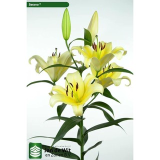 Củ giống hoa ly thơm màu vàng (cocardor) size to 18/20