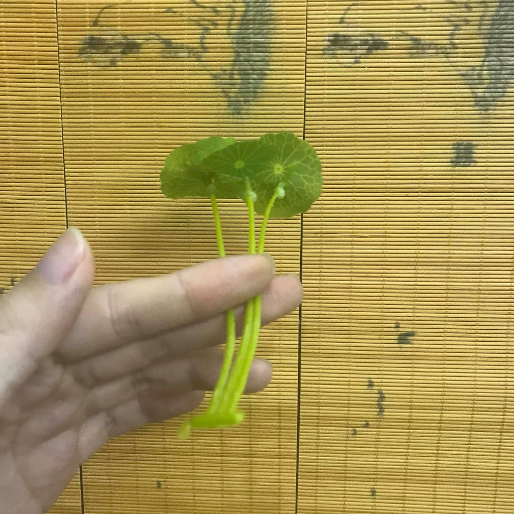 Lá sen phụ kiện trang trí thác khói trầm hương, trang trí hòn non bộ