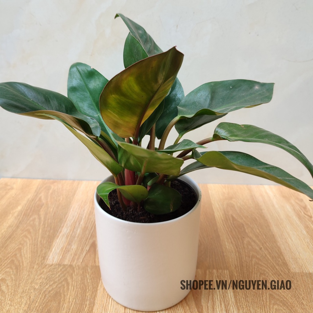 Cây đế vương đỏ chậu sứ trụ trang trí nội thất