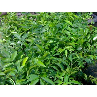 CÂY GIỐNG MẮC MẬT ( CÂY GIA VỊ )