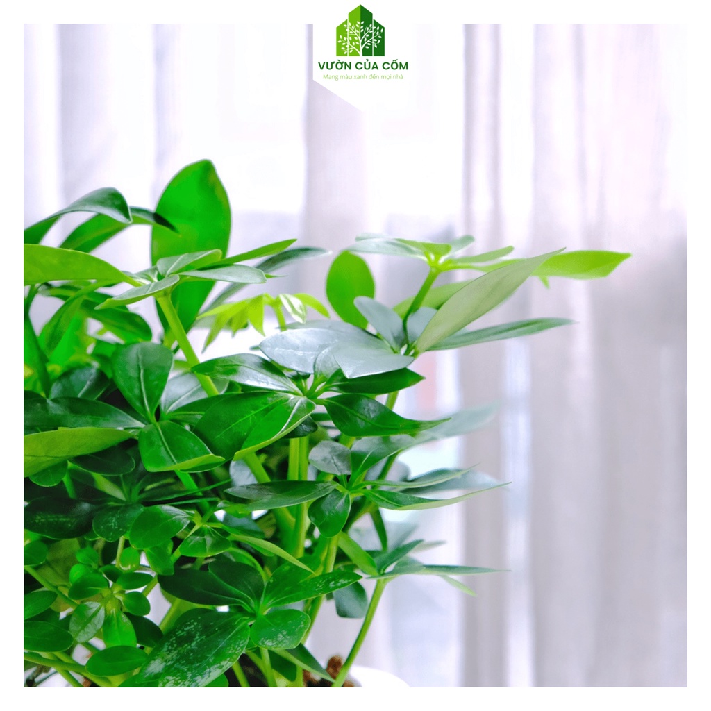 Cây ngũ gia bì thủy sinh để bàn kèm chậu nhựa trong mang phong thủy tài lộc , may mắn cho gia chủ .