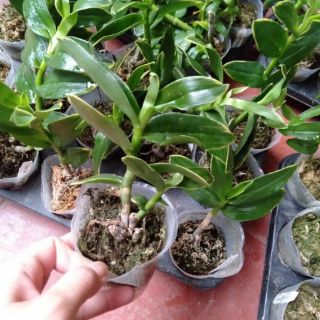 Hoa phong lan trầm rồng đỏ