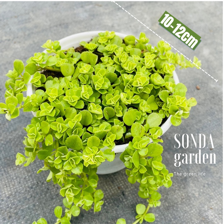 Cỏ sedum lục hà SONDA GARDEN size trung bình 10-12cm, xuất xứ Đà Lạt, khoẻ đẹp, lỗi 1 đổi 1