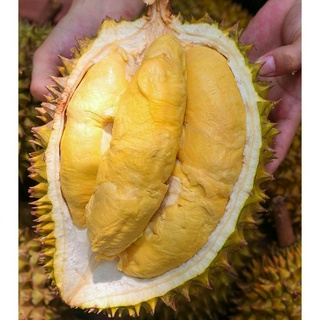 Sầu Riêng Ri6 - Thùng 4kg (Trái Xanh Chưa Chín) - FoodMap Fruits