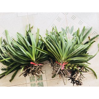 lan đuôi chồn 45k/bó ( bó 3cay)