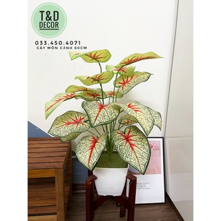 CÂY MÔN CẢNH 60CM - CÂY GIẢ