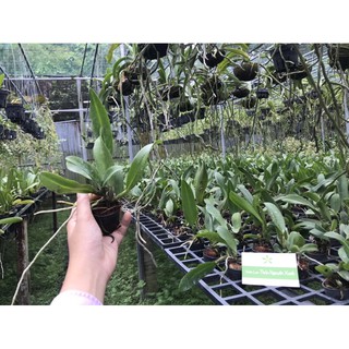 Cattleya hoa trắng white Diamond
