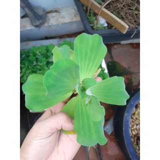 Bèo cái thủy sinh 5 bông