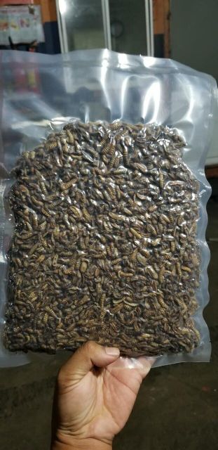 Sâu giàu canxi thức ăn cho thú cưng (chó/mèo/hamster/cá/chim...)