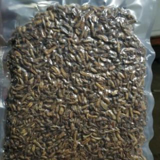 Sâu giàu canxi thức ăn cho thú cưng