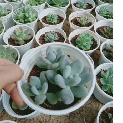 Sen đá SỎI size trung - Vườn Đà Lạt