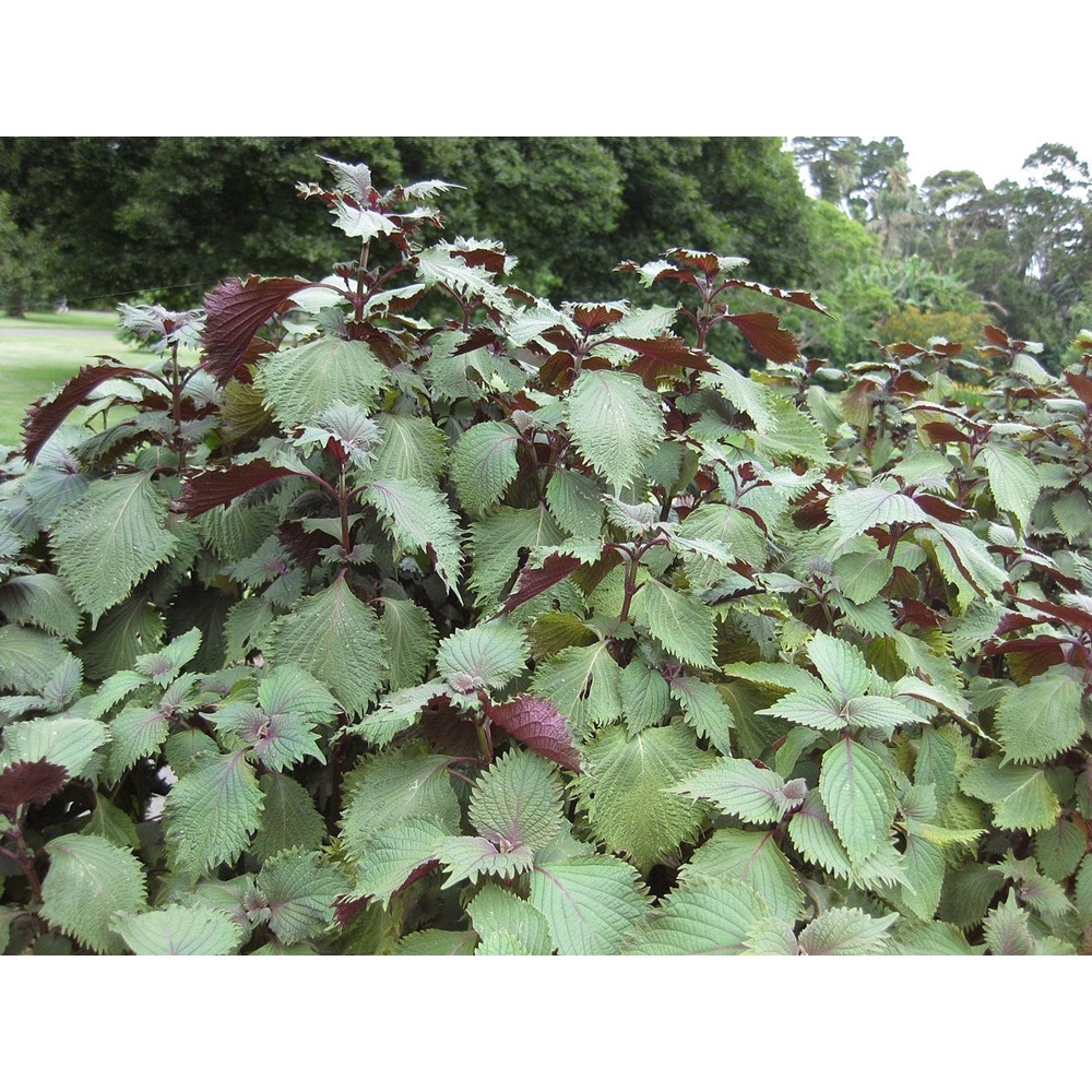 cây tía tô - rau tía tô trồng chậu -Perilla frutescens var. crispa