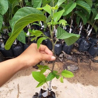 Cây Na Thái ( mẵng cầu na Thái)