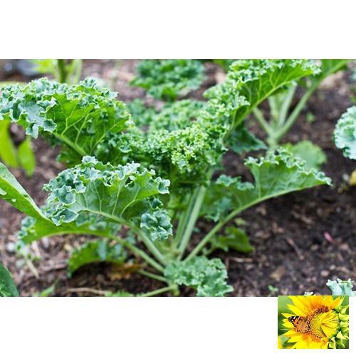 Hạt giống Cải lá Xoăn xanh Kale