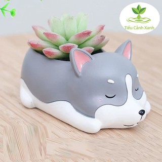Chậu cây Husky ngủ say