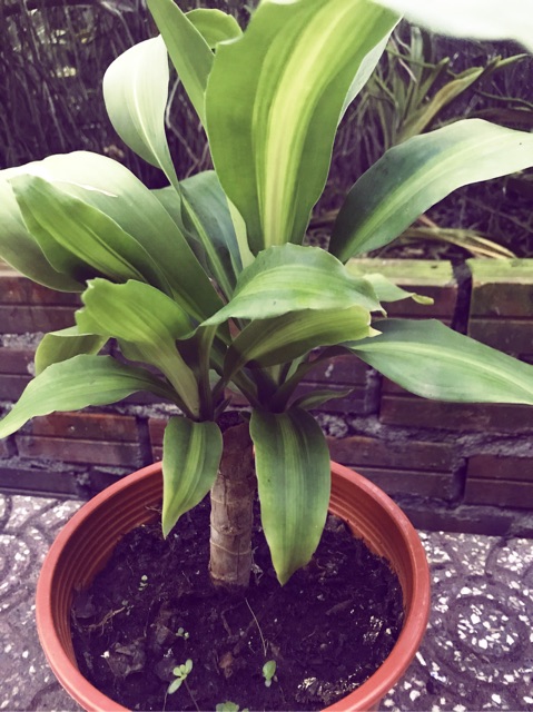 Cây phát tài khúc, cây thiết mộc lan - size mini, rễ trần