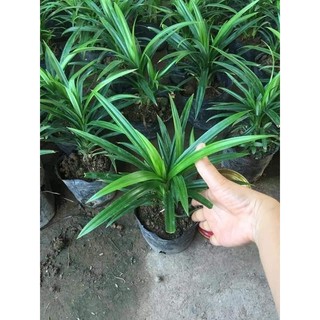 CÂY LÁ NẾP THƠM (lá tám , lá dứa )