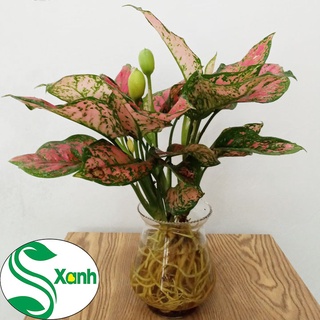 Cây vạn lộc thủy sinh-cây phong thủy-cây để bàn