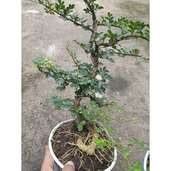 Chậu Cần Thăng đã tạo dáng bonsai