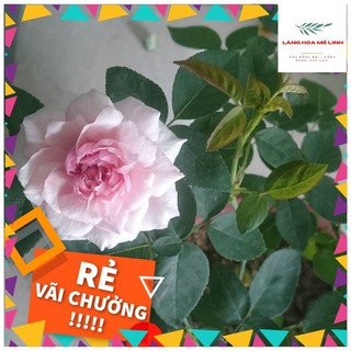 Hoa Hồng Cổ Vân Khôi [🏵️ MÙI THƠM NHẸ DỊU🏵️]