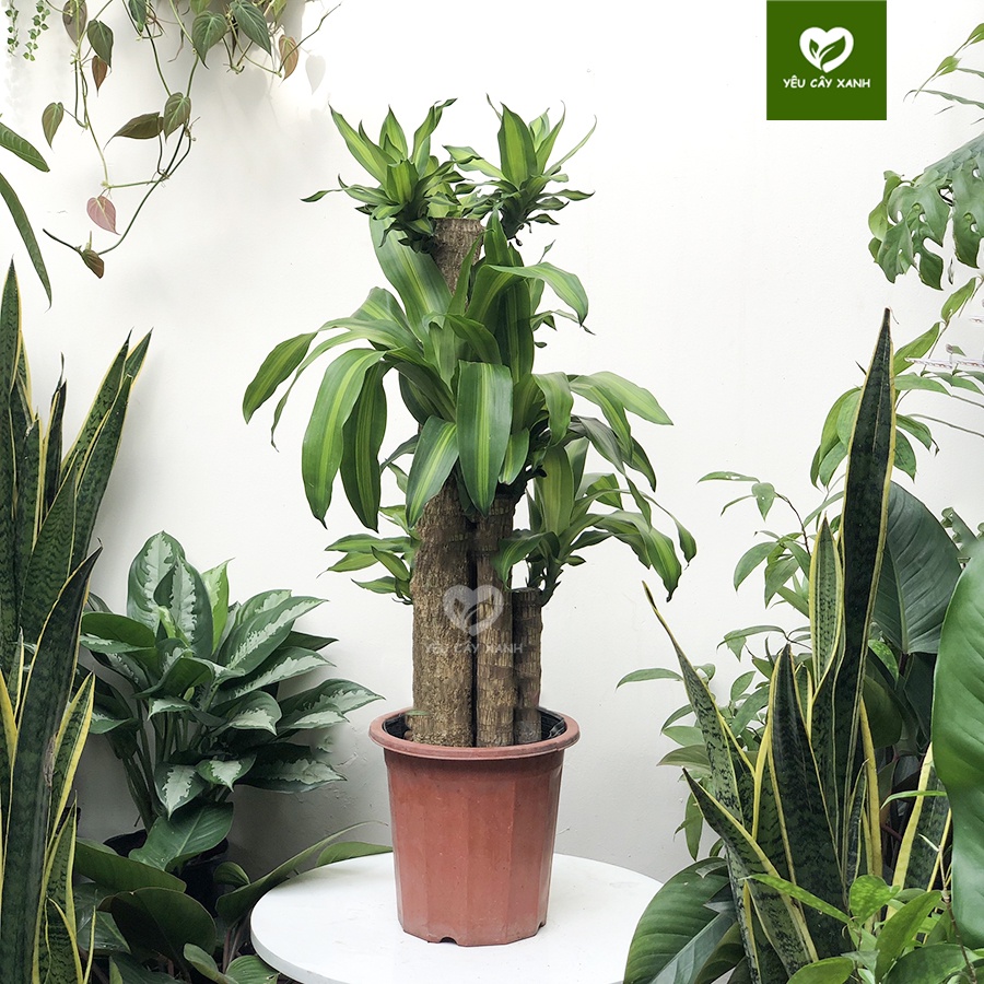 Cây Thiết Mộc Lan 5 Nhánh đại diện cho ngũ hành